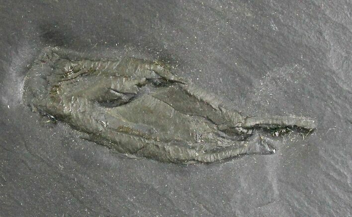 Devonian Phyllocarid (Nahecaris) - Bundenbach, Germany #28742